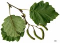 SpeciesSub: subsp. sibirica
